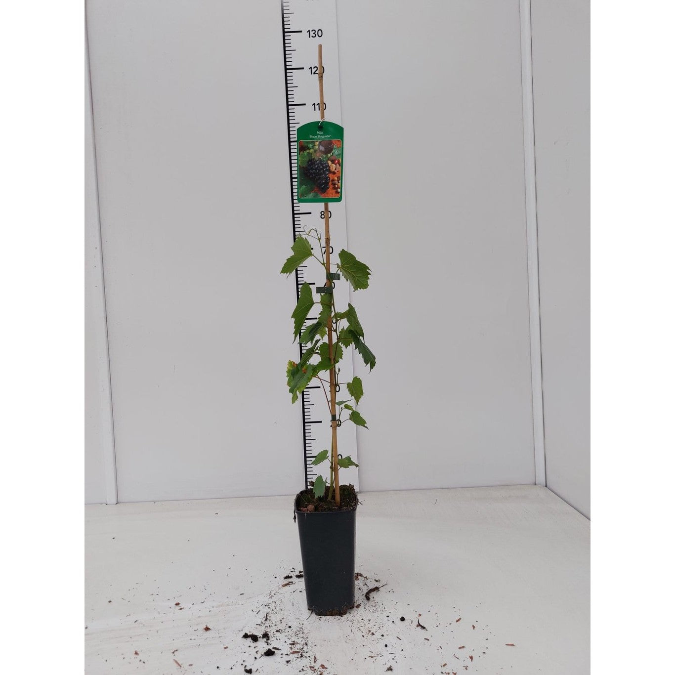 Vinranka – Vitis 'Blauer Burgunder' - C2 60-80 CM Stick